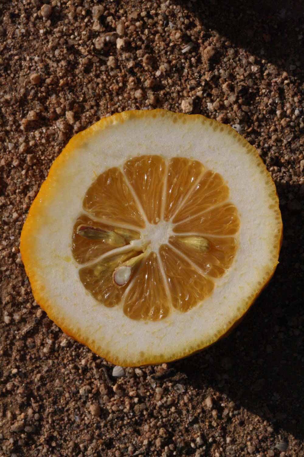              Fruit cross-section (Riverside, CA)       